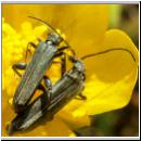 Oedemera virescens - Scheinbockkaefer m02.jpg